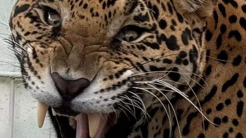 ANIMAL RESCATADO